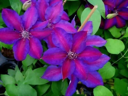 Миссис джордж клематис. Клематис mrs n. Thompson. Клематис джеймс мейсон. Клематис миссис томпсон.