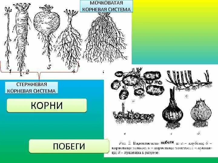 Стержневая корневая система примеры. Стержневая корневая система примеры