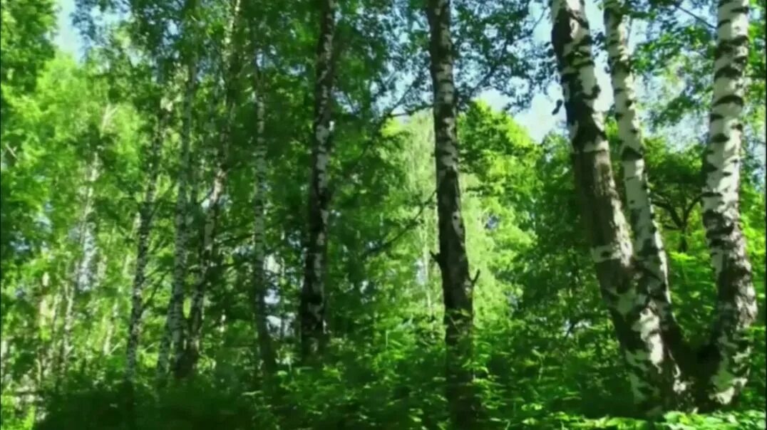 Я в весеннем лесу пил березовый сок ноты. Я в весеннем лесу пил березовый сок песня. Михаил ножкин я в весеннем. Стих я в весеннем лесу пил берёзовый. Я в весеннем лесу текст.