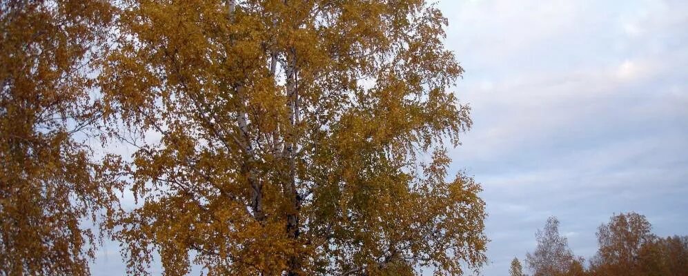 Деревня хмелевка тюменская область голышмановский район. Деревня голышманово. Погода деревня никольск голышмановский. Погода деревня никольск голышмановский. Деревня никольск голышмановский район.