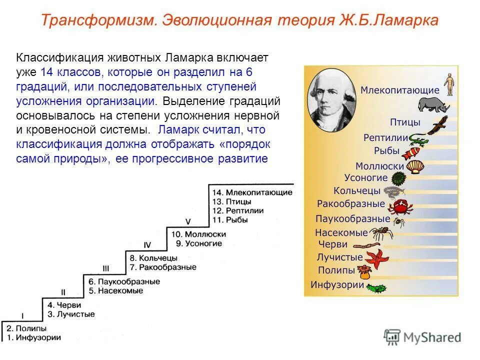 Уровни организации жизни в порядке усложнения. Расставьте животных в порядке усложнения развития. Расположите животных в порядке. Бонусы и усложнения. Установить последовательность усложнения степеней обобщения.