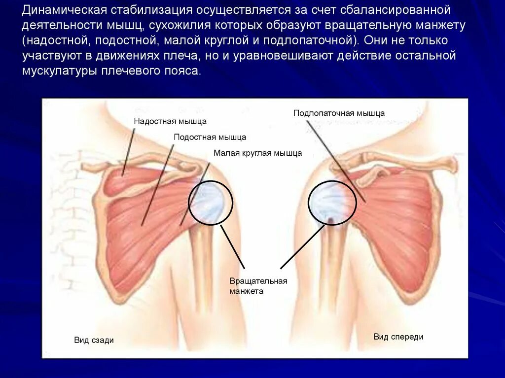 Сухожилия подостной и малой круглой мышц. Частичный разрыв надостной мышцы. Сухожилие надостной мышцы. Вращательная манжета плеча.