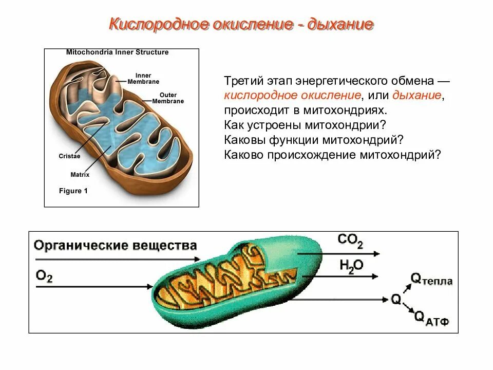 В митохондриях происходит этап клеточного дыхания