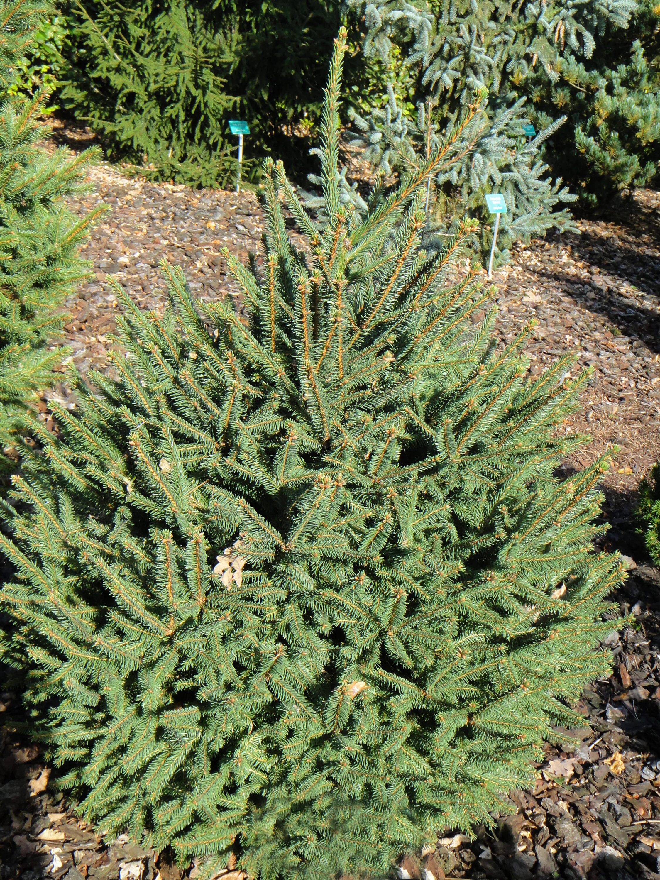 Ель компакта. Ель обыкновенная "compacta". Picea Abies compacta. Ель обыкновенная (Picea Abies "compacta")*. Ель Пирамидалис компакта.