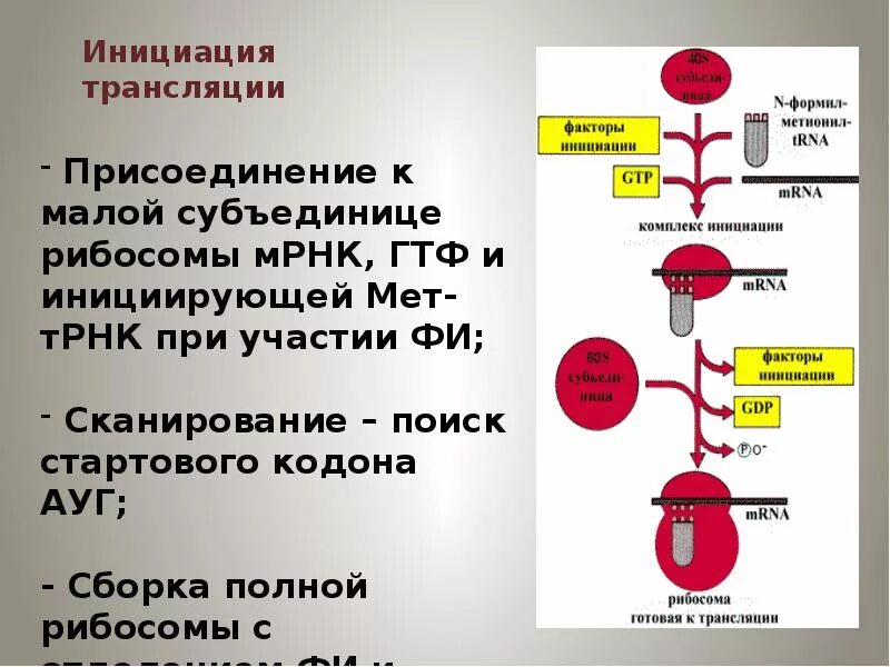 Инициация трансляции схема. Факторы инициации трансляции. Инициация трансляции биохимия. Инициация биосинтеза белка. Этапы инициации трансляции