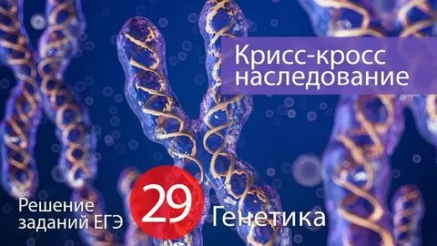 Крисс кросс наследование
