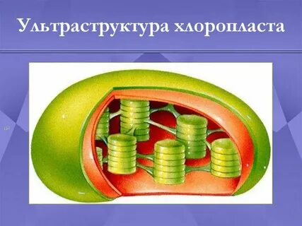 Молекулы хлоропласта