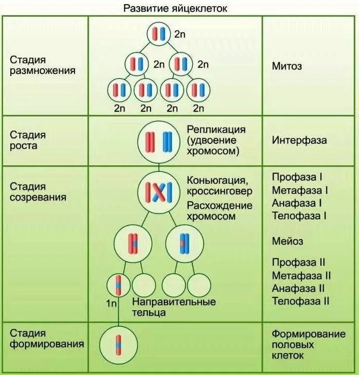 Зигота делится мейозом. 2. Гаметогенез. Сперматогенез. Сперматогенез стадии развития. Сперматогенез набор хромосом. Схема развития сперматозоидов.