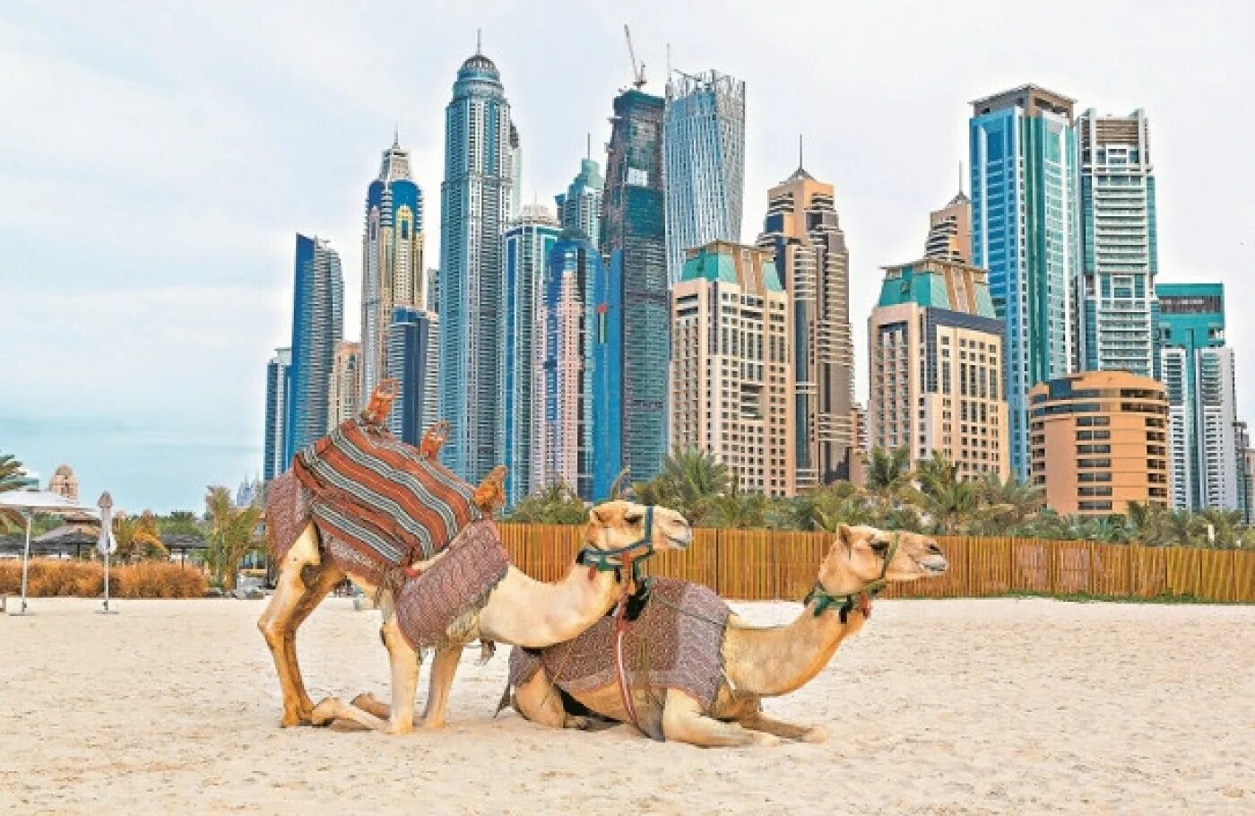 Арабские страны путешествия. ОАЭ Верблюды. Верблюд из арабских Эмиратов. Реклама в ОАЭ. ОАЭ В XXI веке.