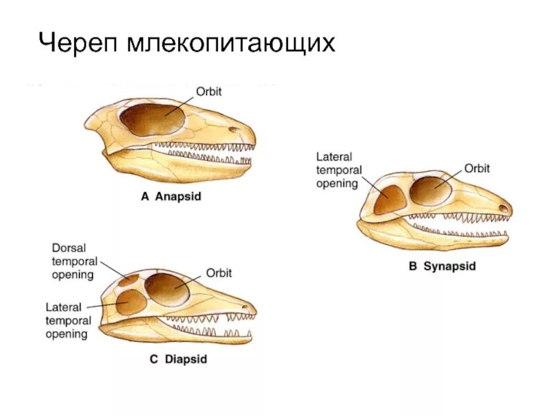 Класс млекопитающие череп. Строение скелета черепа млекопитающих. Строение черепа млекопитающих разных отрядов. Скелет черепа млекопитающих схема. Название костей черепа млекопитающих.