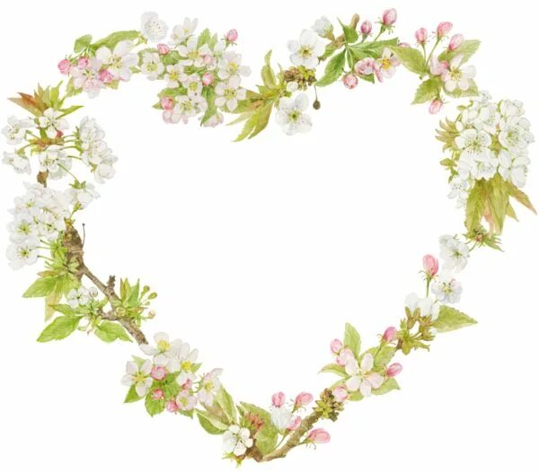 Pin de Timoteo Velosa em Heart Coração rosa, Quadro de flores, Rosas