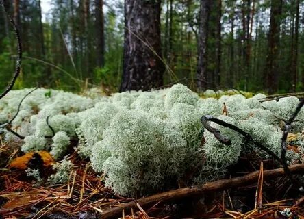 Ягель произрастает