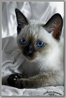 День сиамской кошки