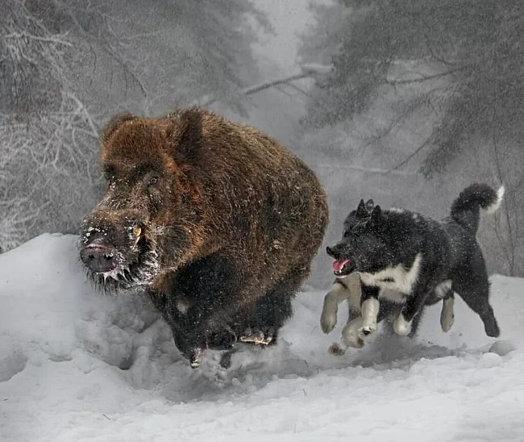 Я нападу как дикий кабан. Медведь нападает на кабана.
