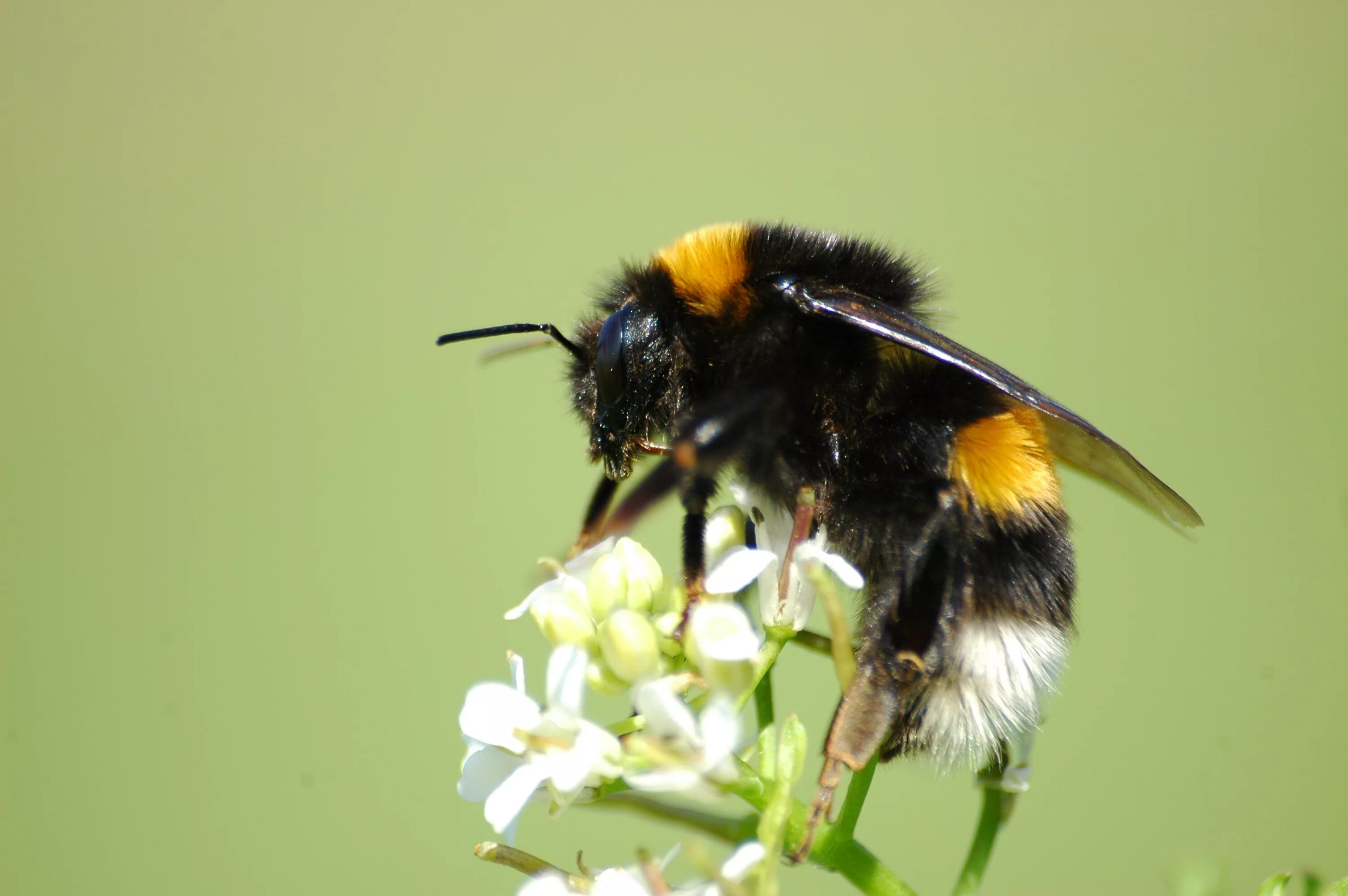 Шмель Земляной Bombus terrestris. Шмель Моховой Bombus muscorum. Bombus Bombus Шмель. Полевой Шмель Bombus pascuorum.