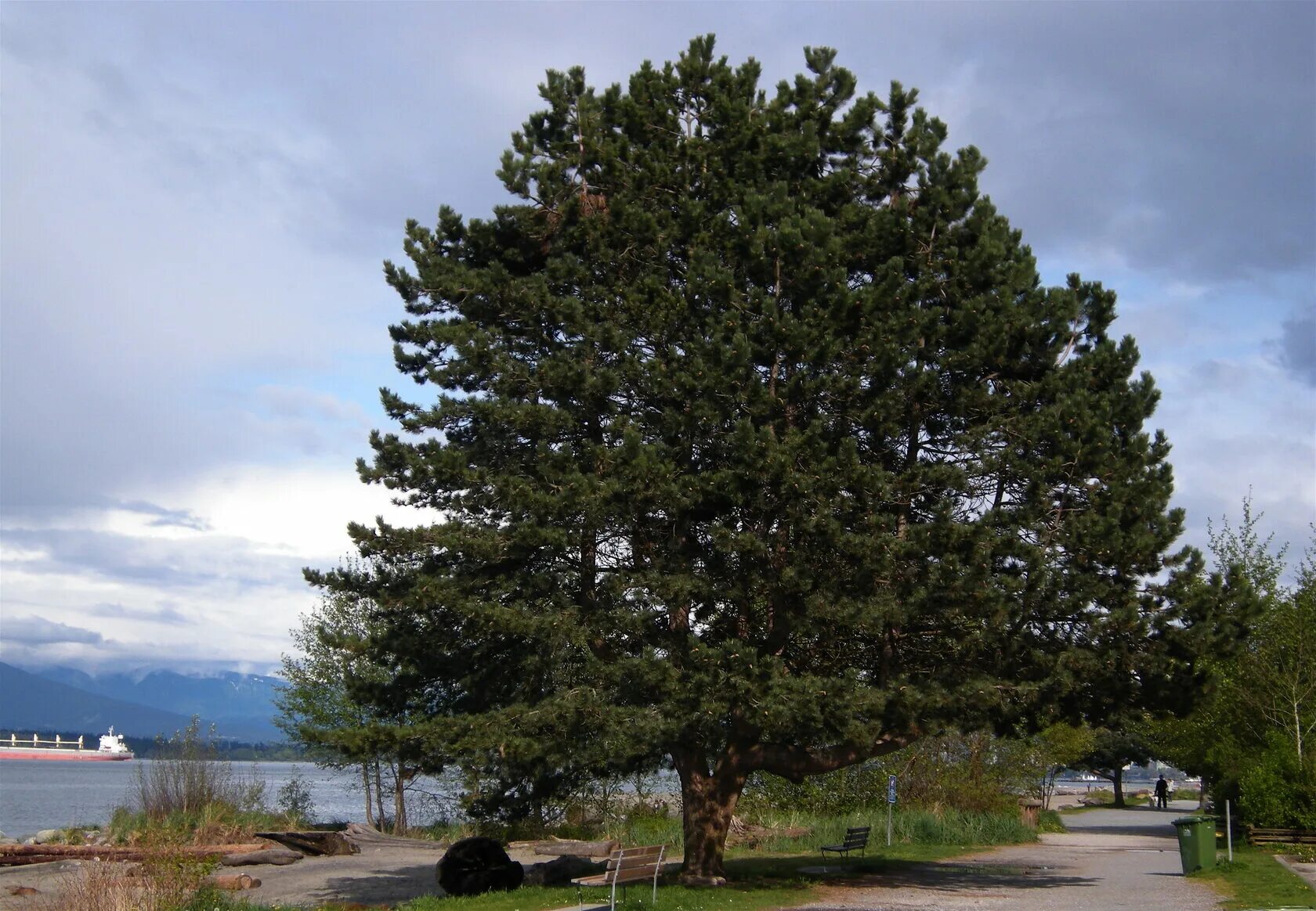 Сосна нигра описание. Сосна Pinus nigra. Сосна черная Пинус Нигра. Сосна черная Австрийская. Сосна черная Австрийская (Pinus nigra).