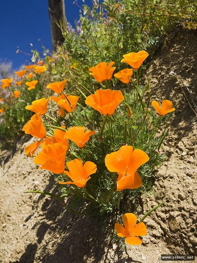калифорния цветы. цветок эшшольция калифорнийская. эшшольция калифорнийская, калифорнийский мак - eschscholzia californica. калифорнийский мак. цветы на побережье.