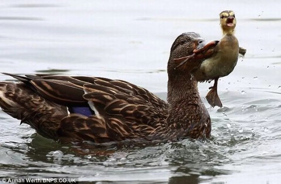 Утка знает. Утята плавают. Мама утка. Необычные утки. Утки плавают.