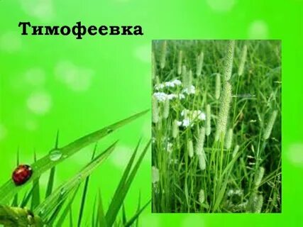 Экосистема луга 3
