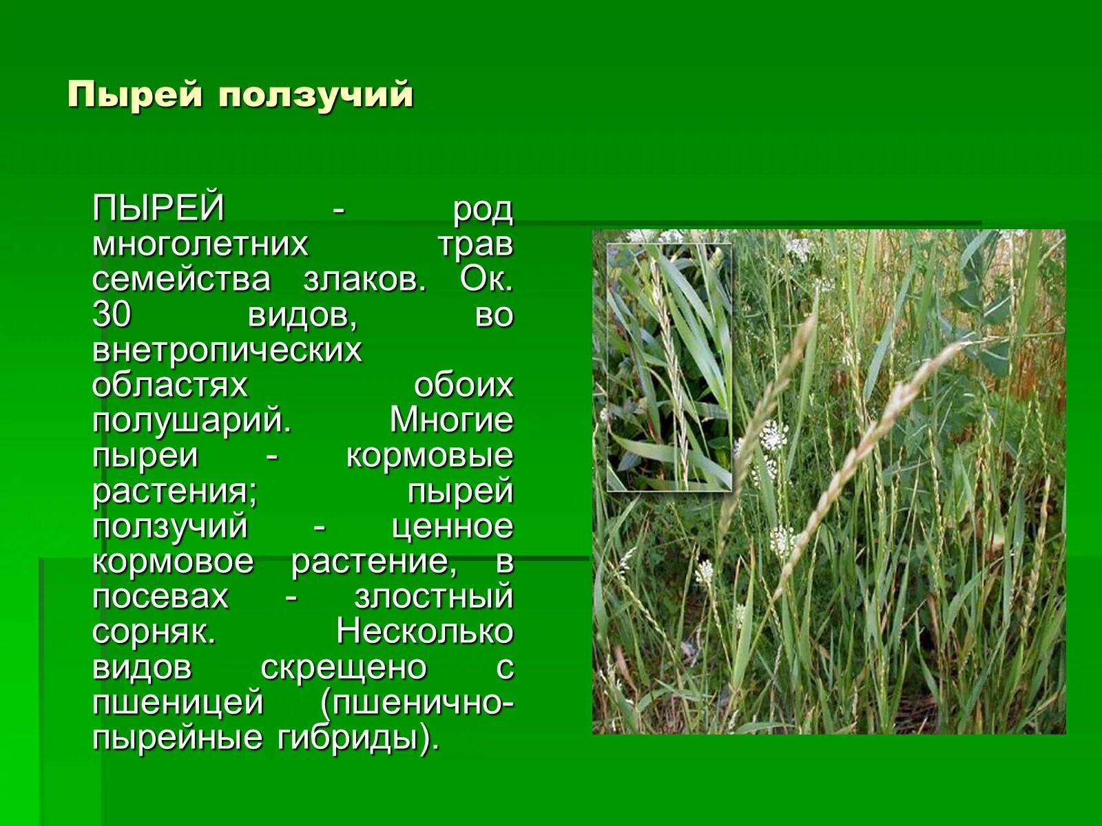 Роды злаковых. Пырей ползучий кормовые растения. Пырей ползучий сорные растения. Злаковые сорняки пырей. Пырей трава кормовая.