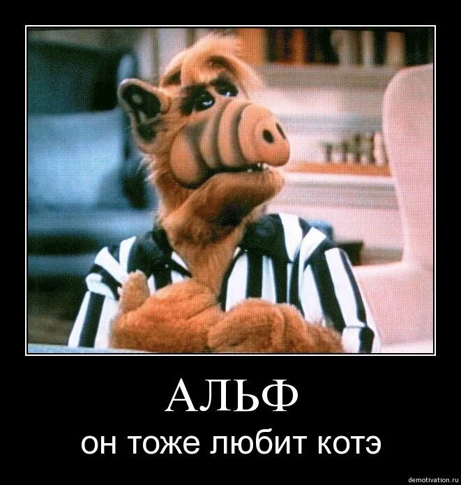 Альф откуда альфа. Альф 1986. Альф откуда альфа. Альф откуда альфа. Альф откуда альфа.