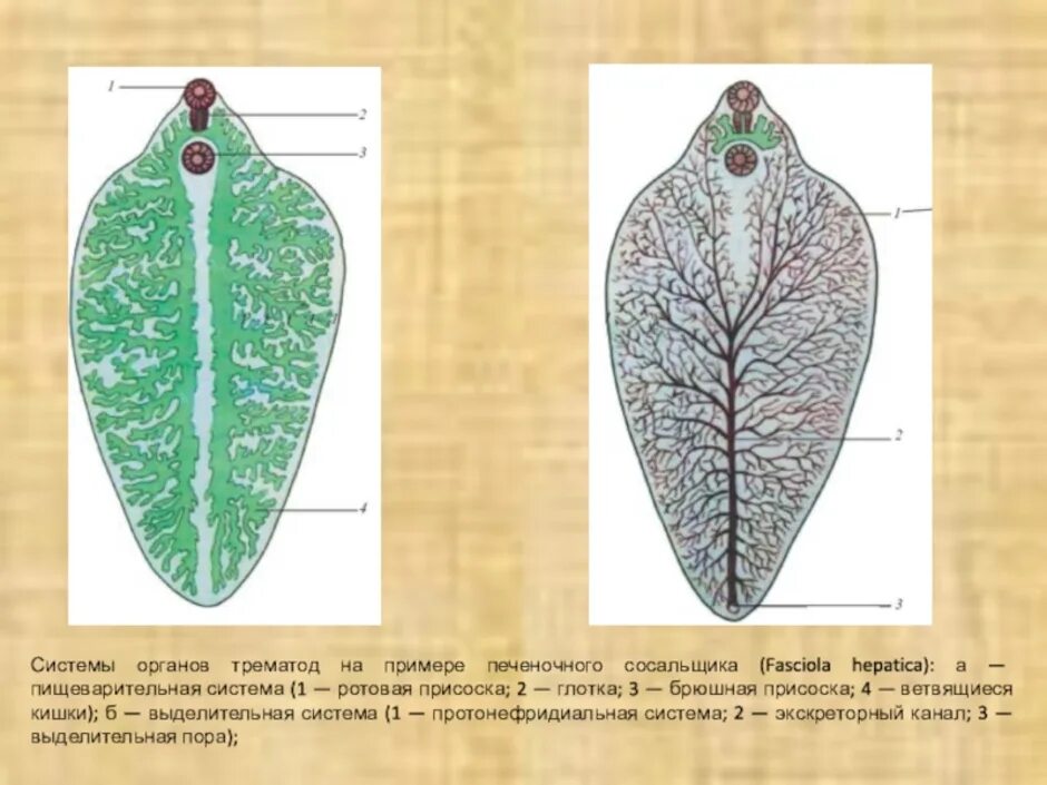 Выделительная система печеночной двуустки. Пищеварительная и выделительная система печеночного сосальщика. Выделительная система печеночного сосальщика. Выделительная система печеночного сосальщика препарат. Системы органов сосальщиков