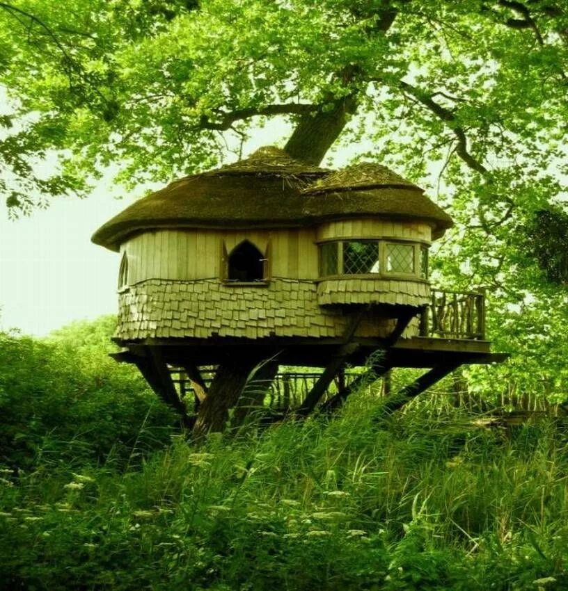 Необычные домики. Домик на дереве. Необычные домики на дереве. Маленький домик на дереве. Дом создала природа