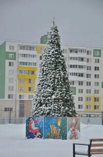 Новогодние березники