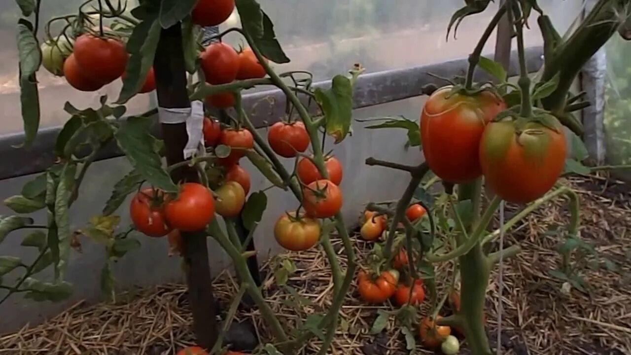 Почему мало томатов. Помидоры в теплице. Теплица с помидорами. Помидоры в теплице спелые. Созревшие томаты в теплице.