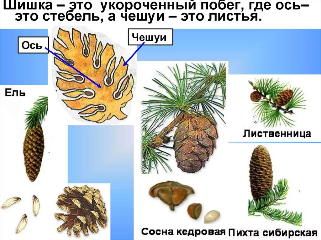 Форма листьев голосеменных. Шишка голосеменных растений это. строение шишки голосеменных. листья голосеменных растений. укороченный побег лиственницы.