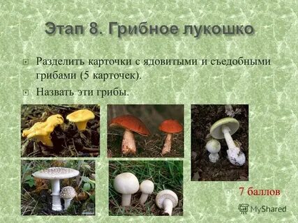Съедобные грибы названия и краткое описание