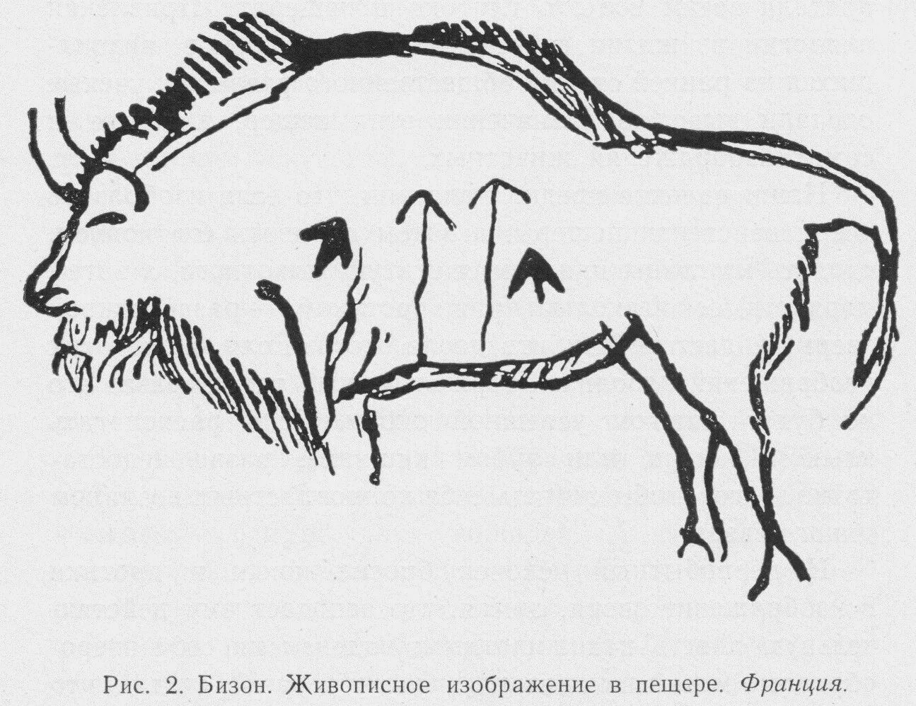 Наскальная живопись бык альтамира. Раненый бизон пещера альтамира. Рисунок древнего бизона. Бизон пещера альтамира. Бизон пещера альтамира.