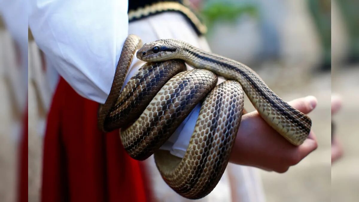 Snakes world. Snake's Day. Festive Snake. 16 Июля Всемирный день змеи (World Snake Day).