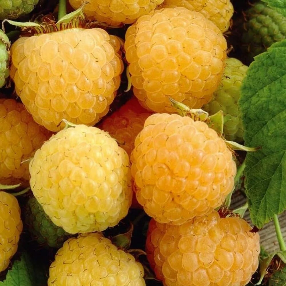 Малина желтоплодная желтый гигант. Малина зюгана золотая. Малина ремонтантная альт голд. Малина желтый гигант. Малина ремонтантная желтый гигант.