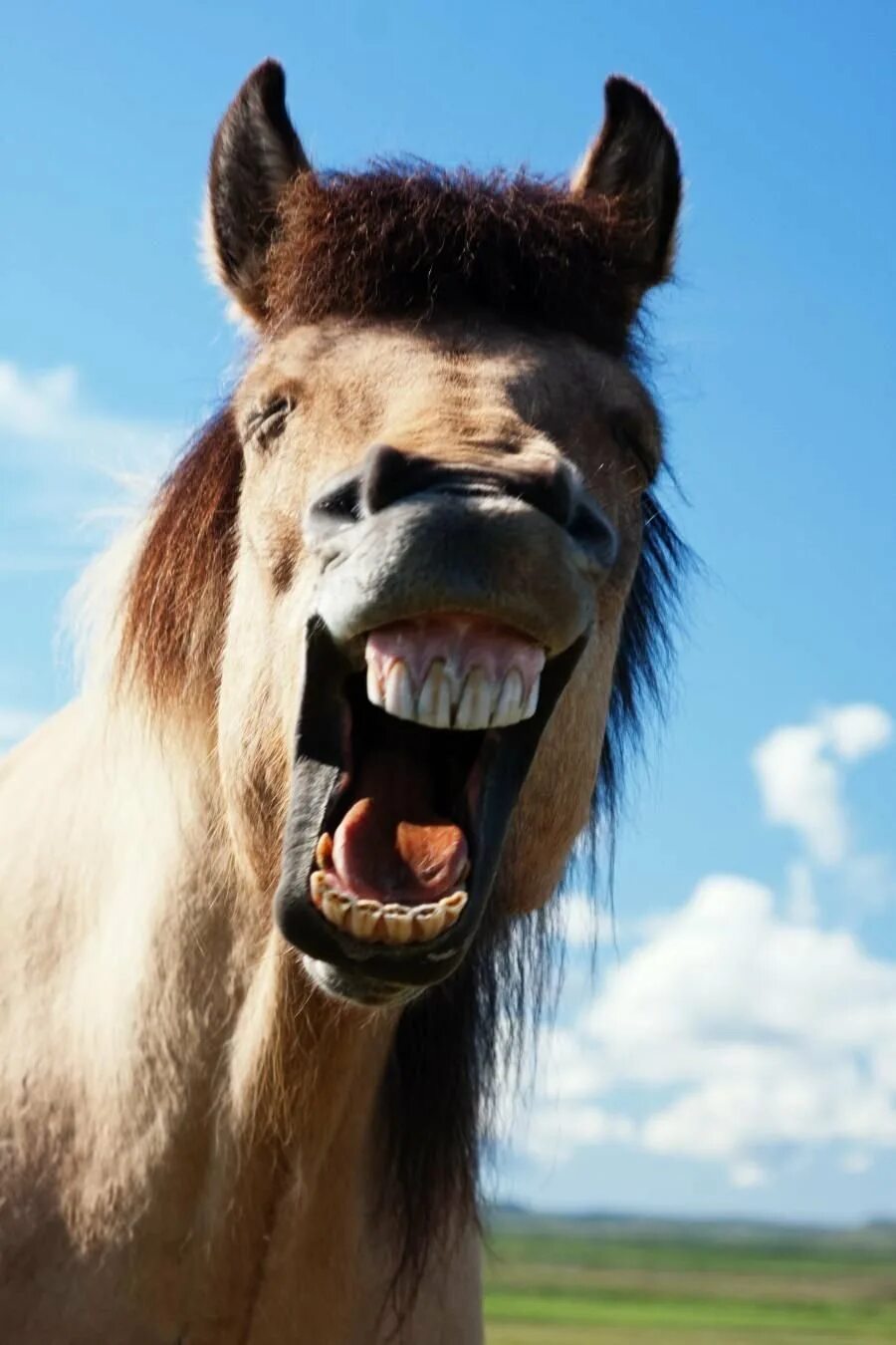 Конь ржет. Лошадь улыбается. Лошадь смеется. Улыбка лошади.
