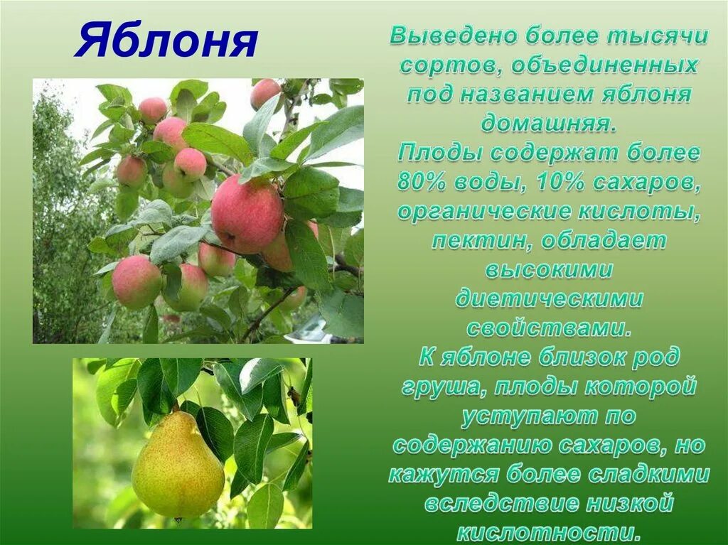 Информация о яблоне. Доклад про яблоню. Культурное растение яблоня. Яблоня описание дерева. Яблоня относится к растениям