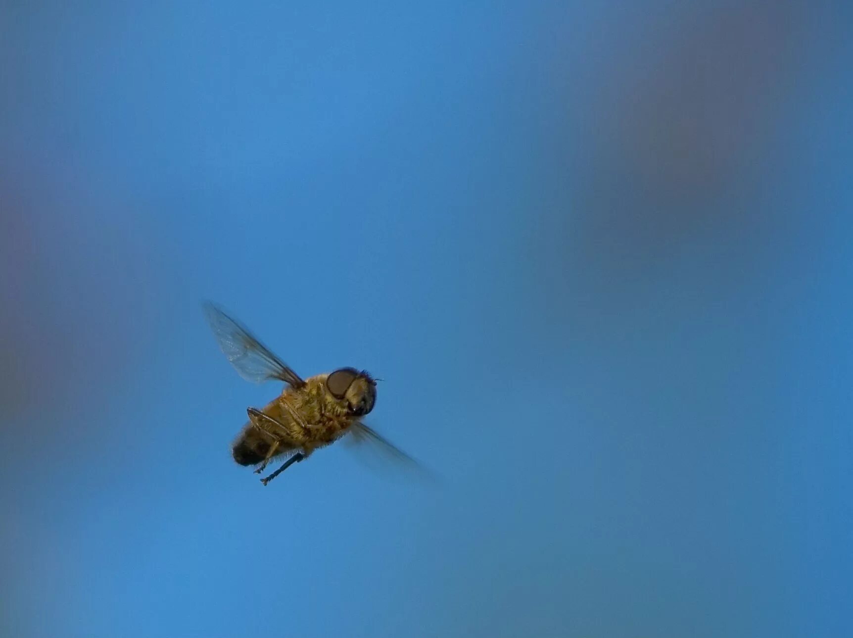 Bee fly. Bee is Fly. Bee is Flying. Flying Bee photo.