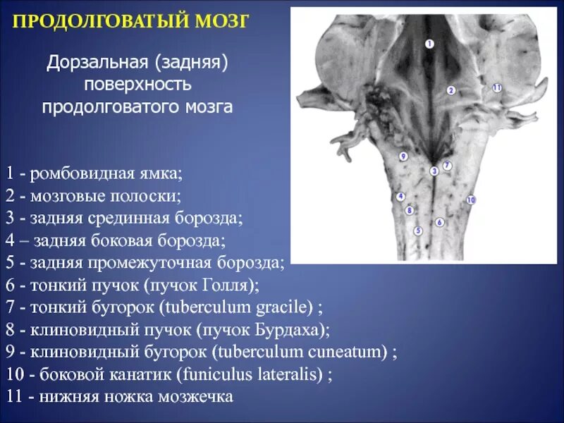 Капилляр щитовидной железы продолговатый мозг. Образования дорсальной поверхности продолговатого мозга. Задняя промежуточная борозда продолговатого мозга. Дорзальная поверхность поверхность продолговатого мозга. Задняя боковая борозда продолговатого мозга.