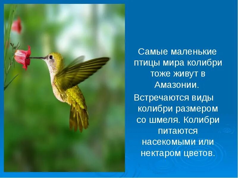 Словосочетание с словом колибри. Колибри краткая информация. Самая маленькая птица сообщение. Колибри птица описание. Сообщение о Колибри.