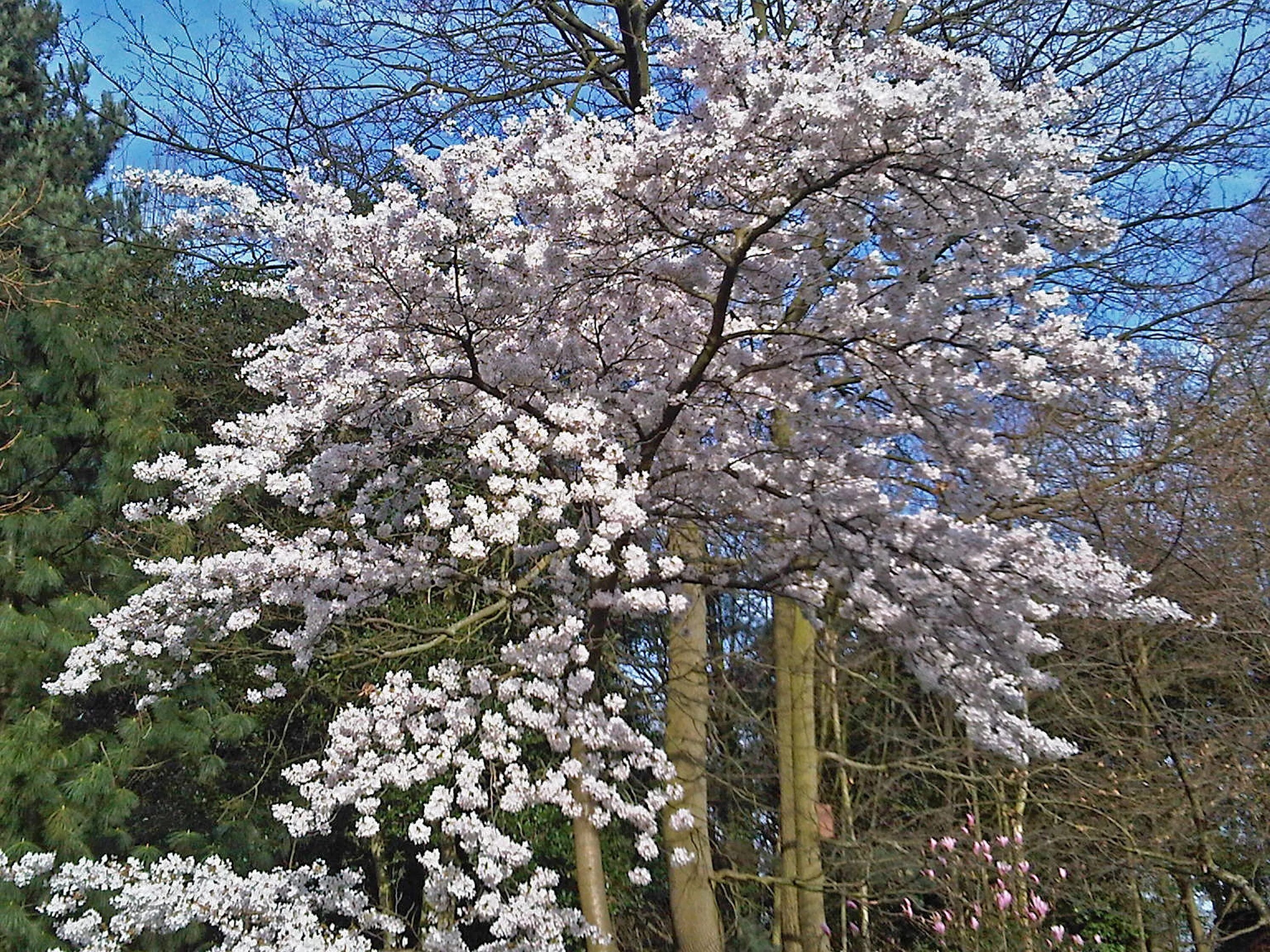 Какие деревья цветут в апреле. Prunus avium Plena. Прунус Вайт. Прунус Авиум цветение. Весеннее дерево.