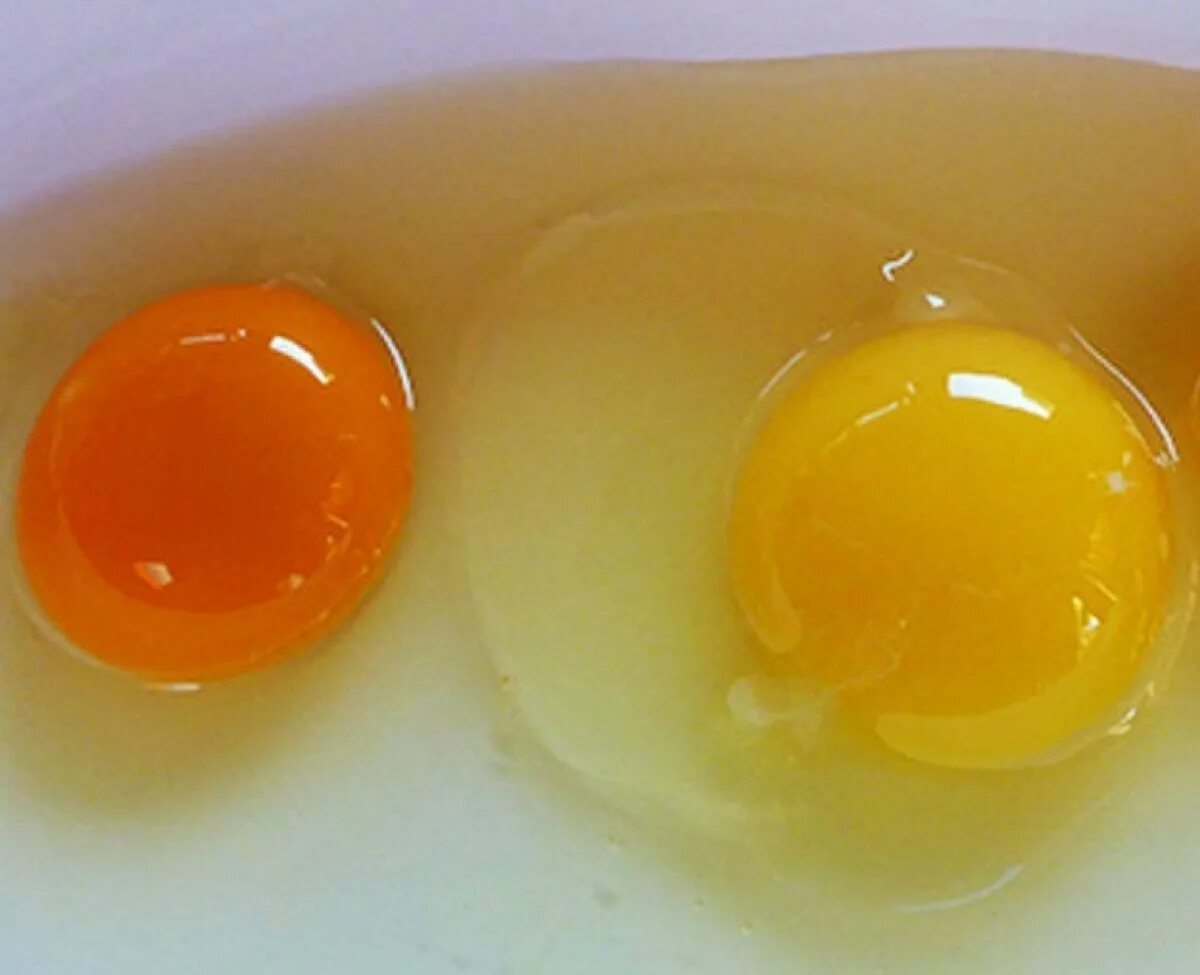 Почему яйцо оранжевое. От чего зависит цвет желтка в курином яйце. Какой цвет желтка должен быть у домашних яиц. Йод в яйцах куриных. Цвет желтка куриного яйца о чем говорит.