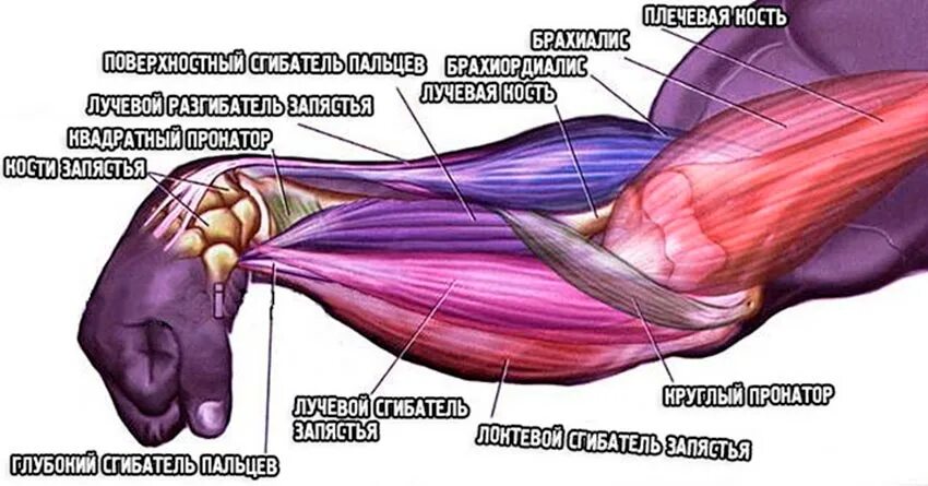 Какие мышцы самые. Анатомия руки человека мышцы и связки. Брахиалис. Сухожилия сгибателей предплечья. Мышцы предплечья анатомия человека.