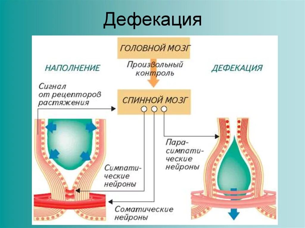 Дефекация 1. Акт дефекации. Акт дефекации прямой кишки. Процесс дефекации схема.