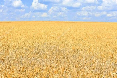 Желтая золотая пшеница