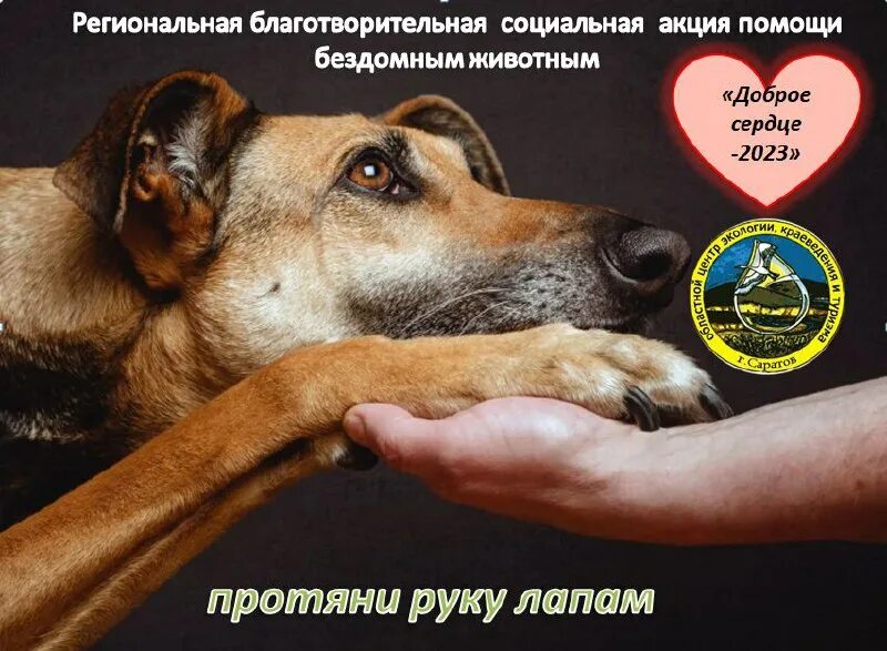 Акция помощь бездомным животным. Реклама о защите бездомных животных. Акция бездомные животные. Акция помощь бездомным животным в школе. Акция помощь бездомным животным.