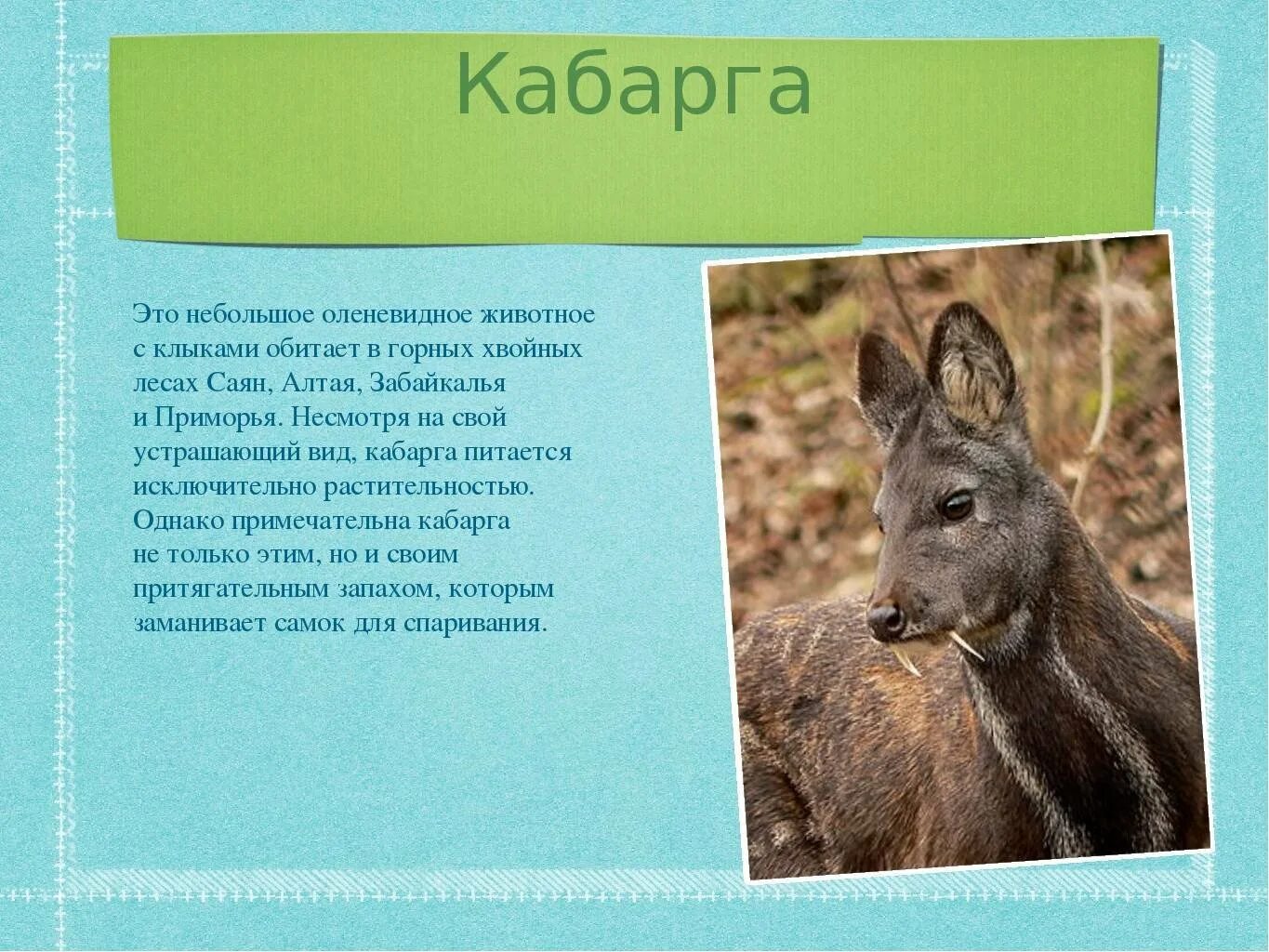 Какой признак внешнего строения кабарги