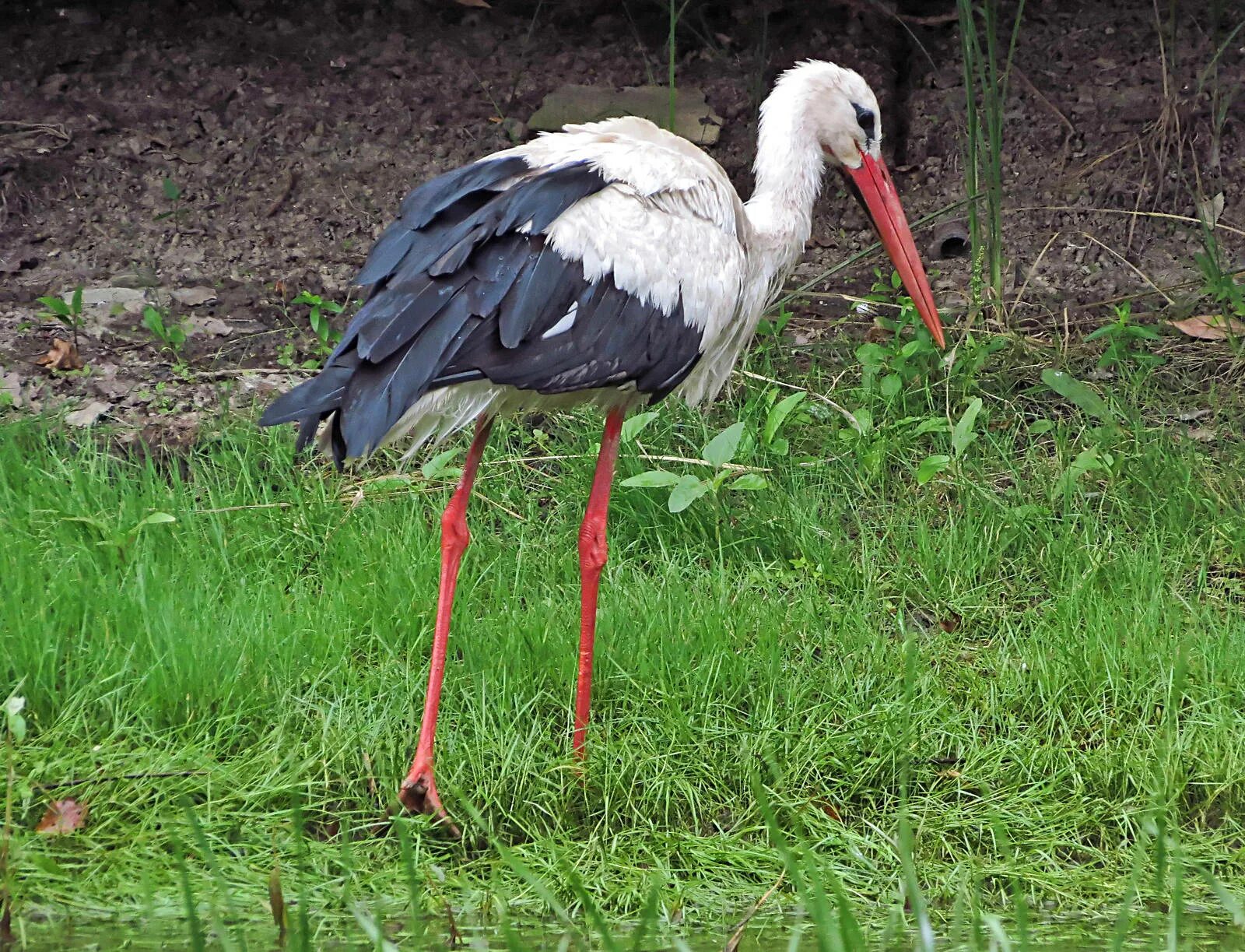 Продолжительность жизни аиста. Ciconia Ciconia. Аист вблизи. Лелека-100. Белый Аист внешность.