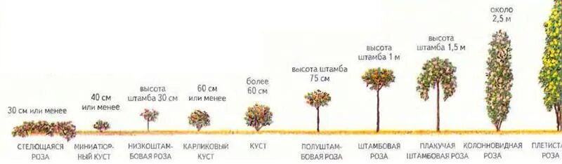 Почему не растешь в высоту. Схема посадки штамбовой розы. Схема формирования штамбовой гортензии. Сирень штамбовая высота. Формировка штамбовой гортензии.