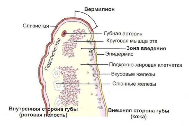 Губы строение Анатомическое. Строение губ человека анатомия. Послойное строение губ. Губы строение Анатомическое строение. Верхний край губы