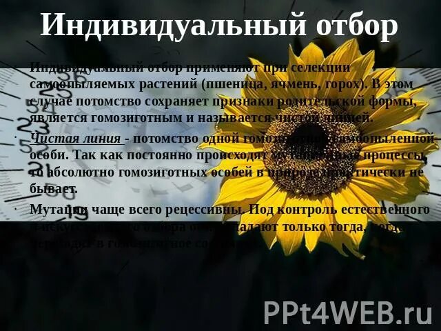 Чистая линия это потомство. Индивидуальный отбор применяется в селекции. Индивидуальный отбор в селекции растений. Индивидуальный отбор в 10 класс. Индивидуальный отбор для самоопыляемых растений.